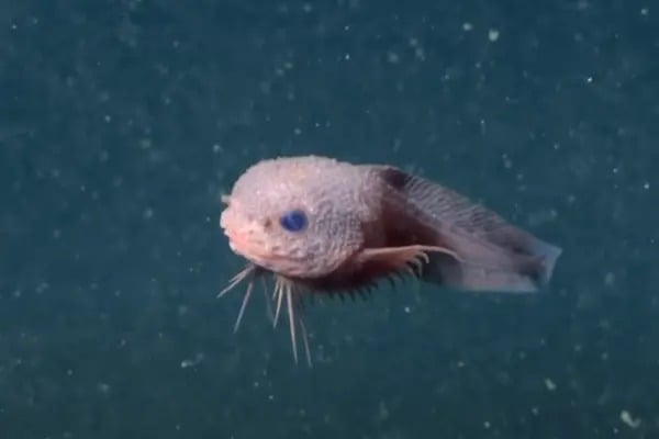 Makhluk Misterius Ini Ditemukan di Jurang Bawah Laut