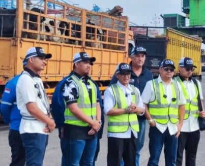 Realisasi Impor Sapi Perah Baru 11.500 Ekor hingga September 2025