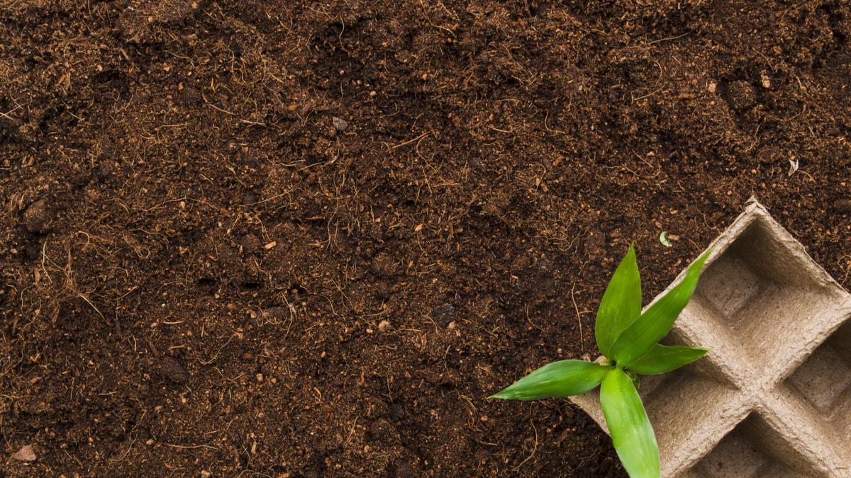 Cara Membuat Cocopeat, Media Tanam yang Bikin Tumbuhan Cepat Subur di Rumah