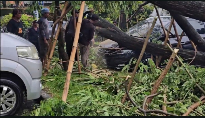 Lagi, Pohon Tumbang Timpa Mobil di Jakarta